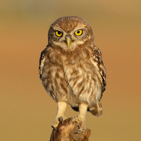 Kukumav - Athene noctua - Little Owl