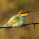 Arıkuşu - Merops apiaster - European Bee-eater