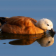 Angıt - Tadorna ferruginea - Ruddy Shelduck