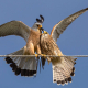 Kerkenez - Falco tinnunculus - Common kestrel