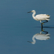 Küçük Ak Balıkçıl - Little Egret - Egretta garzetta