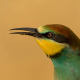 Arıkuşu - Merops apiaster - European Bee-eater