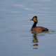 Kara boyunlu batağan - Podiceps nigricollis