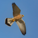 Kerkenez - Falco tinnunculus - Common kestrel