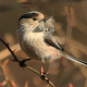 Uzun Kuyruklu Baştankara - Long-tailed Tit - Aegithalos caudatus