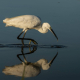 Küçük Ak Balıkçıl - Little Egret - Egretta garzetta