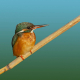 Yalıçapkını » Alcedo atthis » Common Kingfisher