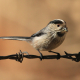 Uzun Kuyruklu Baştankara - Long-tailed Tit - Aegithalos caudatus