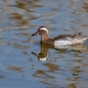 Çıkrıkçın - Garganey - Spatula querquedula