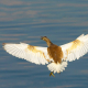 Alaca balıkçıl - Ardeola ralloides - Squacco Heron