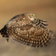 Kukumav - Athene noctua - Little Owl