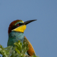 Arıkuşu - Merops apiaster - European Bee-eater