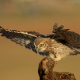 Kukumav - Athene noctua - Little Owl