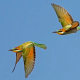 Arıkuşu - Merops apiaster - European Bee-eater