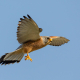 Kerkenez - Falco tinnunculus - Common kestrel