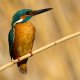 Yalıçapkını » Alcedo atthis » Common Kingfisher