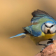 Mavi baştankara - Cyanistes caeruleus - Eurasian Blue Tit
