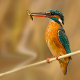 Yalıçapkını » Alcedo atthis » Common Kingfisher