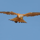 Kerkenez - Falco tinnunculus - Common kestrel