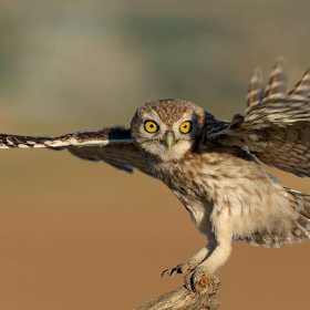 Kukumav - Athene noctua - Little Owl