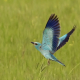 Gökkuzgun - Coracias garrulus