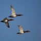 Elmabaş patka - Common Pochard - Aythya ferina