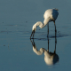 Küçük Ak Balıkçıl - Little Egret - Egretta garzetta