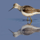 Bataklık düdükçünü - Tringa stagnatilis - Marsh Sandpiper