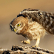 Kukumav - Athene noctua - Little Owl