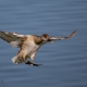 Macar ördeği - Red-crested Pochard - Netta rufina