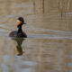 Kara boyunlu batağan - Podiceps nigricollis