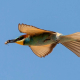 Arıkuşu - Merops apiaster - European Bee-eater