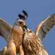 Kerkenez - Falco tinnunculus - Common kestrel