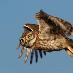 Kukumav - Athene noctua - Little Owl