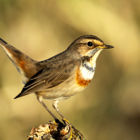 Mavigerdan - Luscinia svecica - Bluethroat