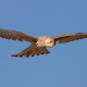 Kerkenez - Falco tinnunculus - Common kestrel