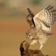 Kukumav - Athene noctua - Little Owl