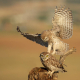 Kukumav - Athene noctua - Little Owl