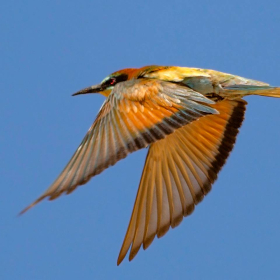 Arıkuşu - Merops apiaster - European Bee-eater