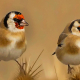 Saka kuşu - Carduelis carduelis - European goldfinch