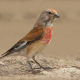 Ketenkuşu - Linaria cannabina - Common Linnet