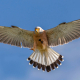 Kerkenez - Falco tinnunculus - Common kestrel