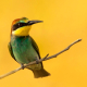 Arıkuşu - Merops apiaster - European Bee-eater