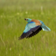 Gökkuzgun - Coracias garrulus