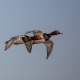 Elmabaş patka - Common Pochard - Aythya ferina