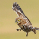 Kukumav - Athene noctua - Little Owl