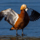 Angıt - Tadorna ferruginea - Ruddy Shelduck