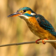 Yalıçapkını » Alcedo atthis » Common Kingfisher