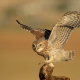 Kukumav - Athene noctua - Little Owl