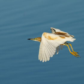 Alaca balıkçıl - Ardeola ralloides - Squacco Heron